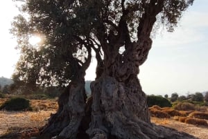 Aegina: Tur til den gamle olivenlund (Eleonas) og landsbyen Perdika