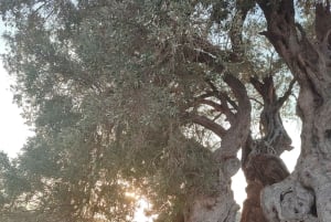 Aegina: Tur til den gamle olivenlund (Eleonas) og landsbyen Perdika