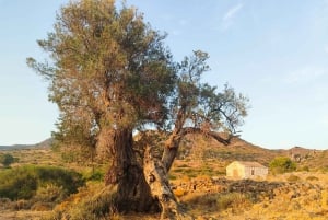 Aegina: Tur til den gamle olivenlund (Eleonas) og landsbyen Perdika
