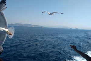 Aegina Island & Temple of Athina Aphaia Private Day Tour