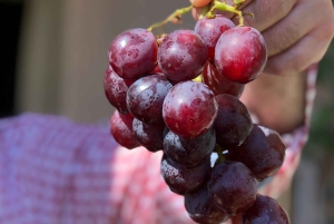 Athen: 7-retters middag og vinparing med utsikt over Akropolis