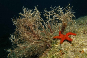 Athens: Adventure Dives in Nea Makri for Certified Divers