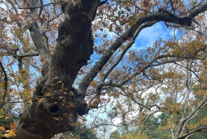Passeio de aventura em Atenas na montanha Parnitha com buggy de 1000 cc