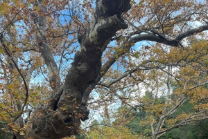 Passeio de aventura em Atenas na montanha Parnitha com buggy de 1000 cc