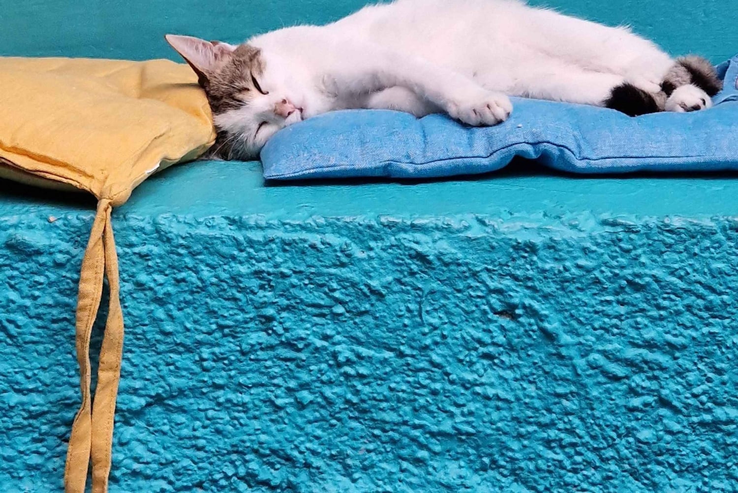 Athen: Besuch im Katzencafé mit Getränk und Süßem