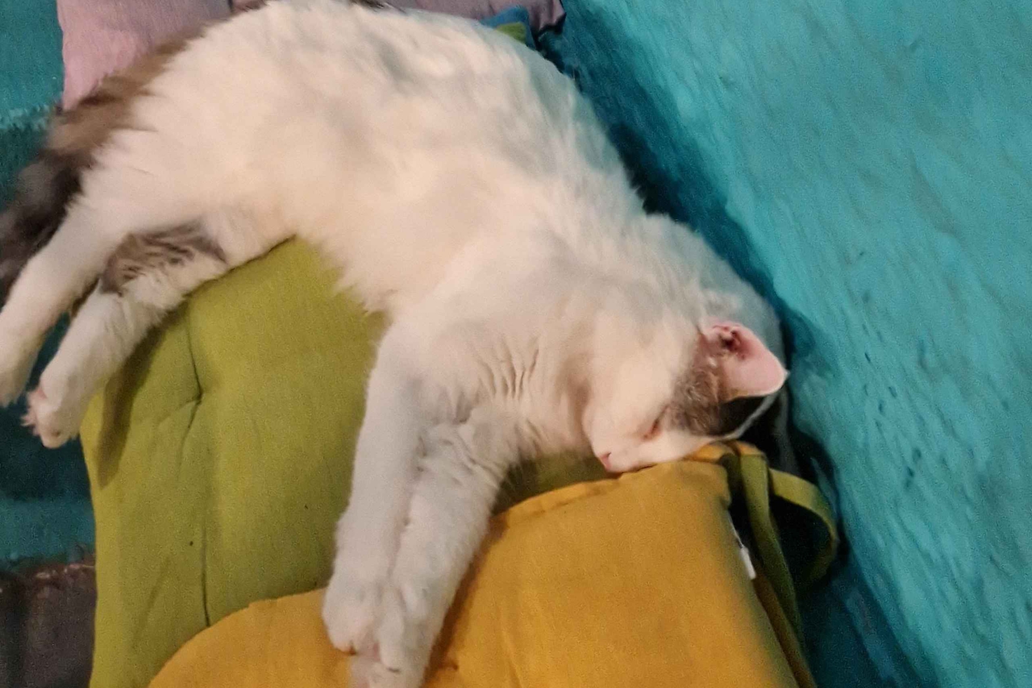 Athen: Besuch im Katzencafé mit Getränk und Süßem