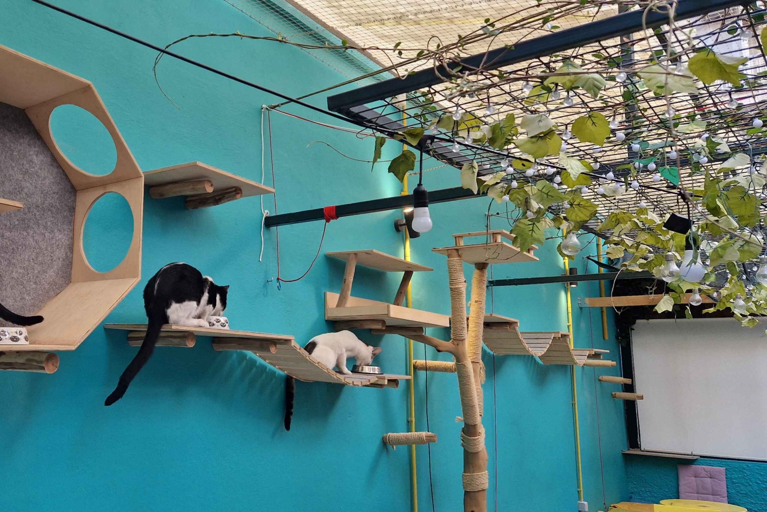 Athen: Besuch im Katzencafé mit Getränk und Süßem