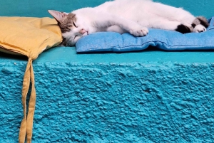 Athen: Besuch im Katzencafé mit Getränk und Süßem