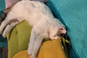 Athen: Besuch im Katzencafé mit Getränk und Süßem