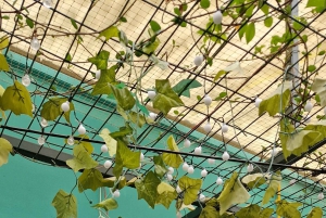 Athen: Besuch im Katzencafé mit Getränk und Süßem