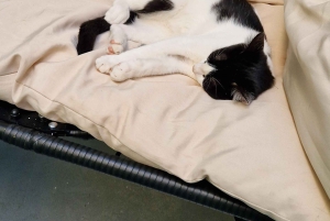 Athen: Besuch im Katzencafé mit Getränk und Süßem