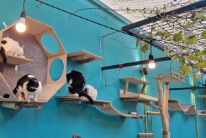 Athen: Besuch im Katzencafé mit Getränk und Süßem