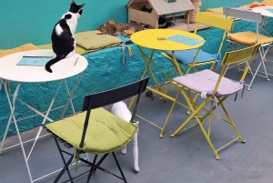 Athen: Besuch im Katzencafé mit Getränk und Süßem
