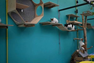 Athen: Besuch im Katzencafé mit Getränk und Süßem