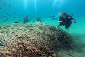 Athens East Coast: Discover Scuba Diving in Nea Makri