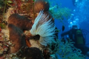 Aten Östkusten: Padi Open Water Diver-kurs i Nea Makri
