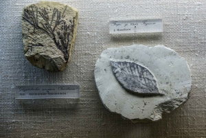 Athens: Goulandris Natural History Museum Entry Ticket