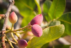 Ateena: Aeginan saarelle, jossa voi uida.