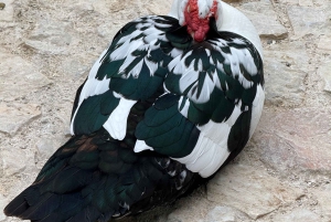 Athènes : visite guidée à pied des trésors cachés