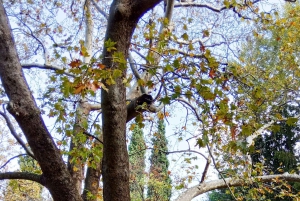 Historisk vandring i Athen med frokost