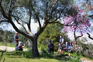 Historisk vandring i Athen med frokost