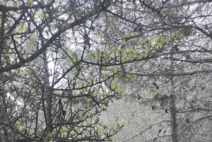 Historisk vandring i Athen med frokost