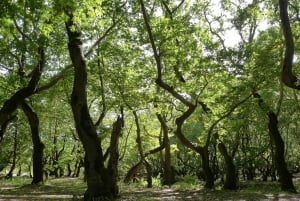 Athens: Kalavrita UNESCO Global Geopark & Pounta Beach Swim