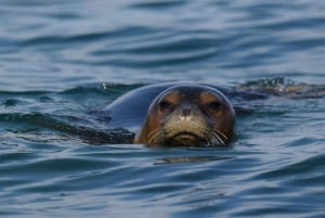 Aten: Stranddag på Lichadonisia-öarna med kort båtresa