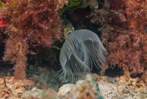 Atenas: Crucero privado con snorkel y natación