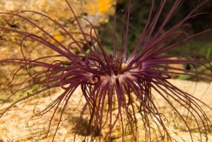 Atenas: Crucero privado con snorkel y natación