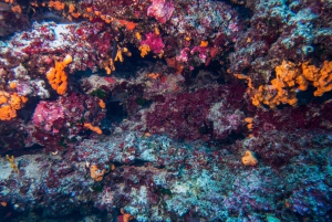 Athens: Private Discover Scuba Diving for Beginners