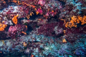 Aten: Privat Discover Scuba Diving för nybörjare