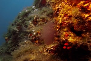 Aten: Privat Discover Scuba Diving för nybörjare