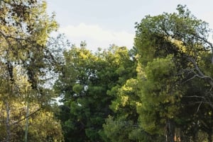 アクロポリスとリカベトス：アテネの隠れた宝石を発見