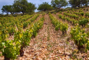 Athens: Private Wine Tour and Lunch at the Seaside