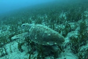 Athens: Try Scuba Diving