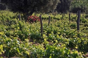 Athens Wine Experience & Sunset Escape