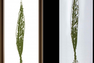 Esperienza di olio extravergine di oliva con vino ed erbe aromatiche