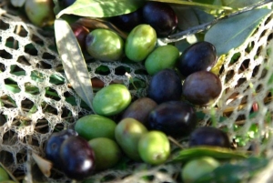 Desde Atenas: Corinto y Cata de Aceite de Oliva Tour Privado