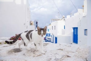 Vanuit Athene: Mykonos Dagtrip met Ferry Tickets