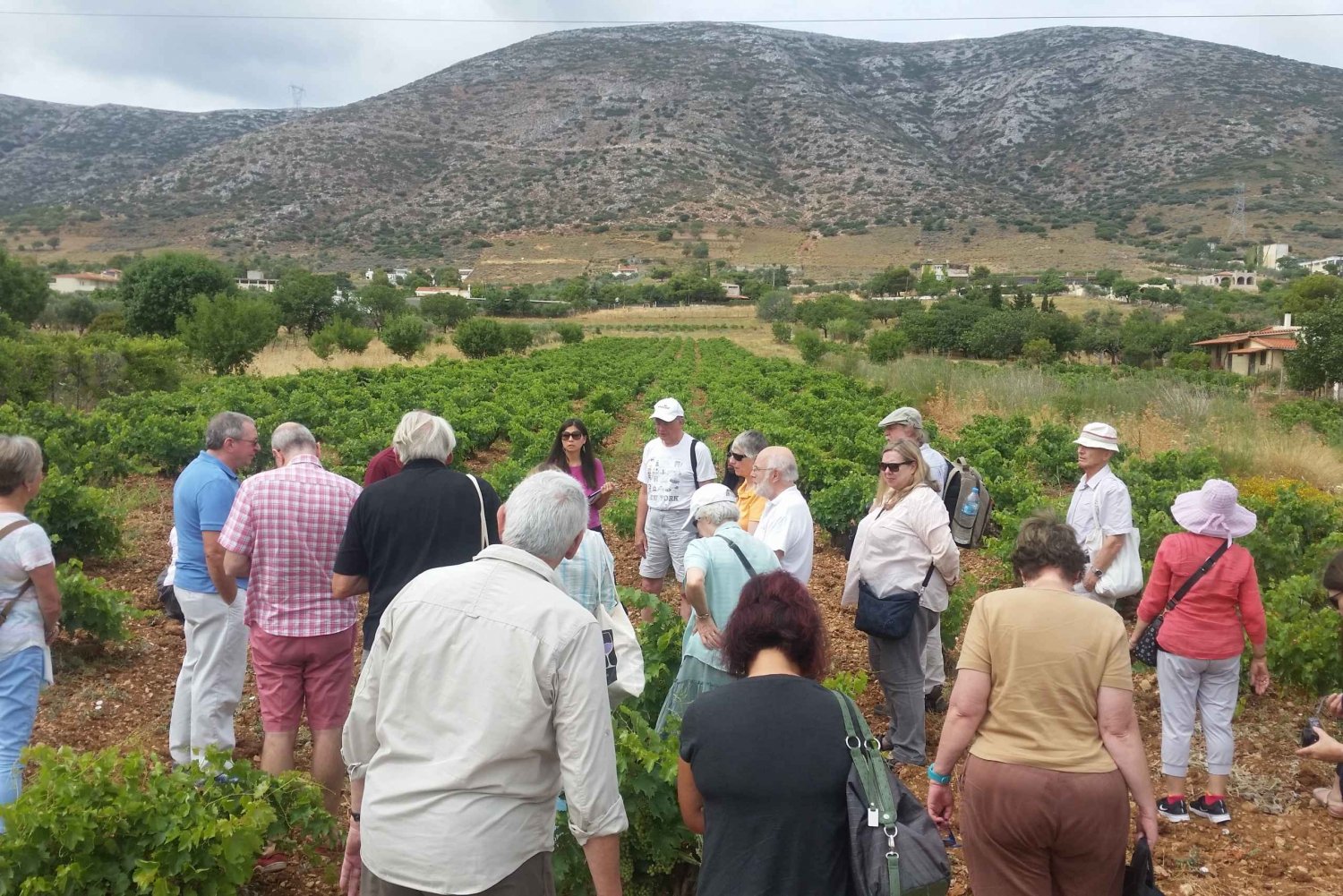 From Athens: Private Wine Tour and Lunch at the Seaside