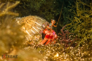 Från Aten: Dykning vid det blå hålet