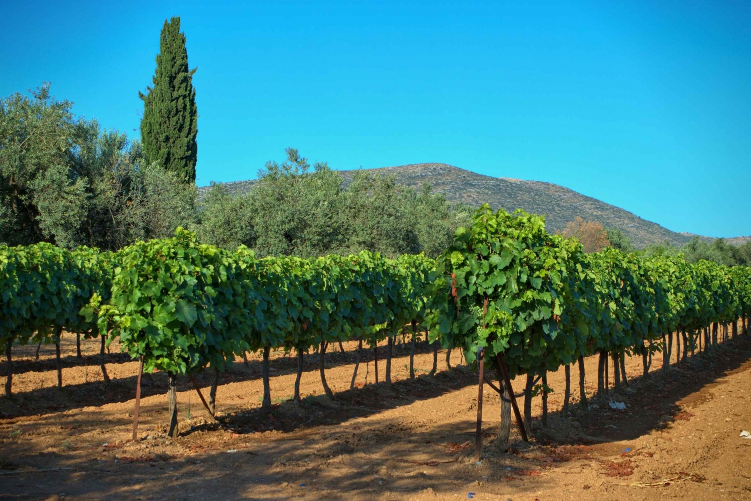 Ateenasta: Nemea & Argolis: Viinin, öljyn ja juustojen maistelu Nemeassa ja Argoliksessa.