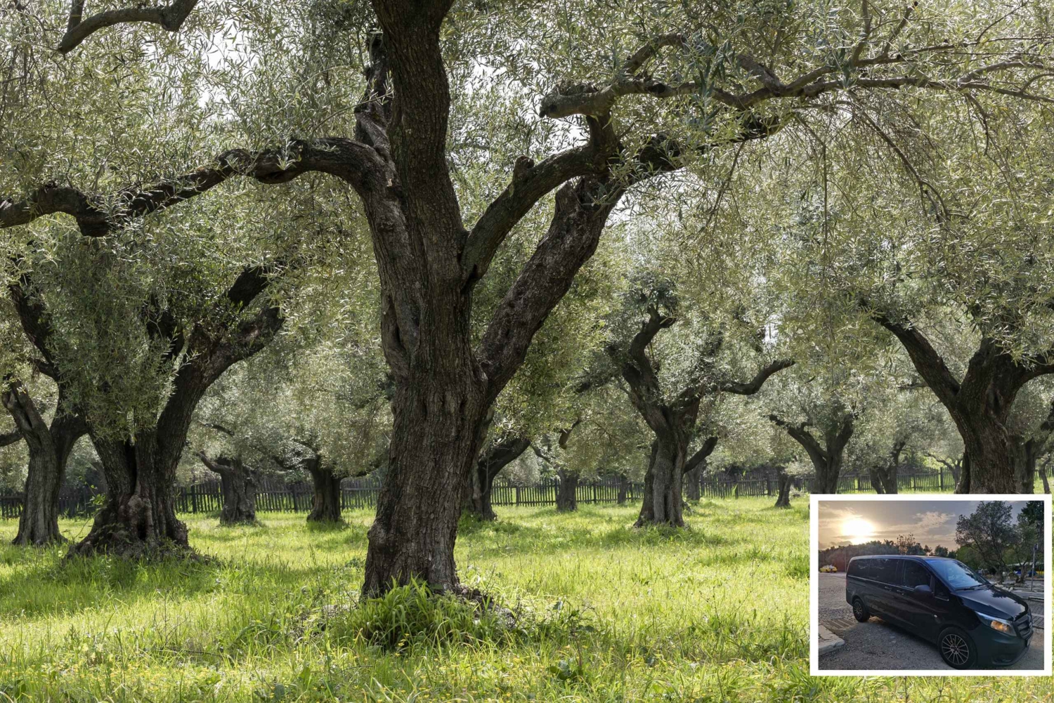 Från Aten: Vin-, olje- och ostprovning i Nemea och Argolis