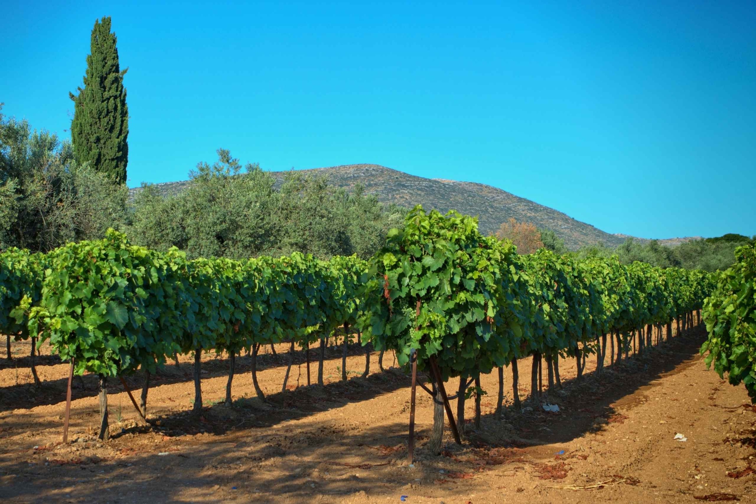 Från Aten: Vin-, olje- och ostprovning i Nemea och Argolis