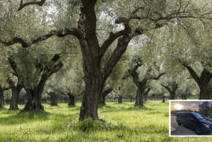 Ateenasta: Nemea & Argolis: Viinin, öljyn ja juustojen maistelu Nemeassa ja Argoliksessa.