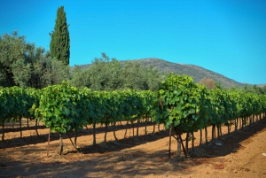 Ateenasta: Nemea & Argolis: Viinin, öljyn ja juustojen maistelu Nemeassa ja Argoliksessa.