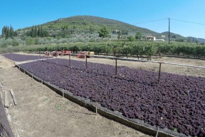 Ateenasta: Nemea & Argolis: Viinin, öljyn ja juustojen maistelu Nemeassa ja Argoliksessa.