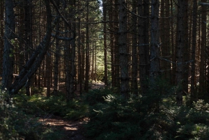 Parnitha (Parnis) / Skipiza e Mola loop - Escursione vicino ad Atene