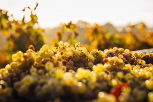 Private Wine Tasting Experience in Athens
